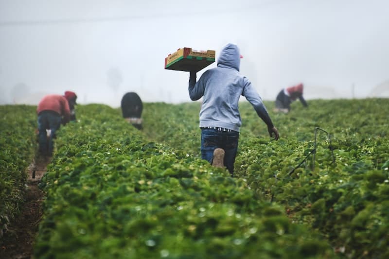 Farmer working in agricultural field