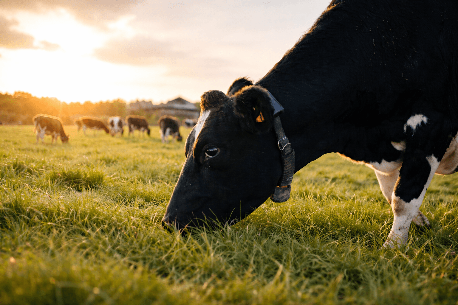 Dairy cattle grazing in green pastures